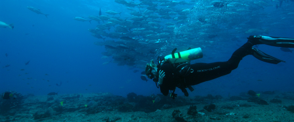 About Us Dive In Baja